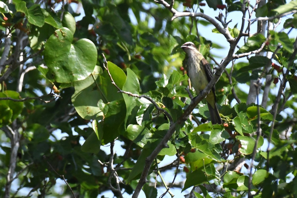 Piratic Flycatcher - Bill Eisele