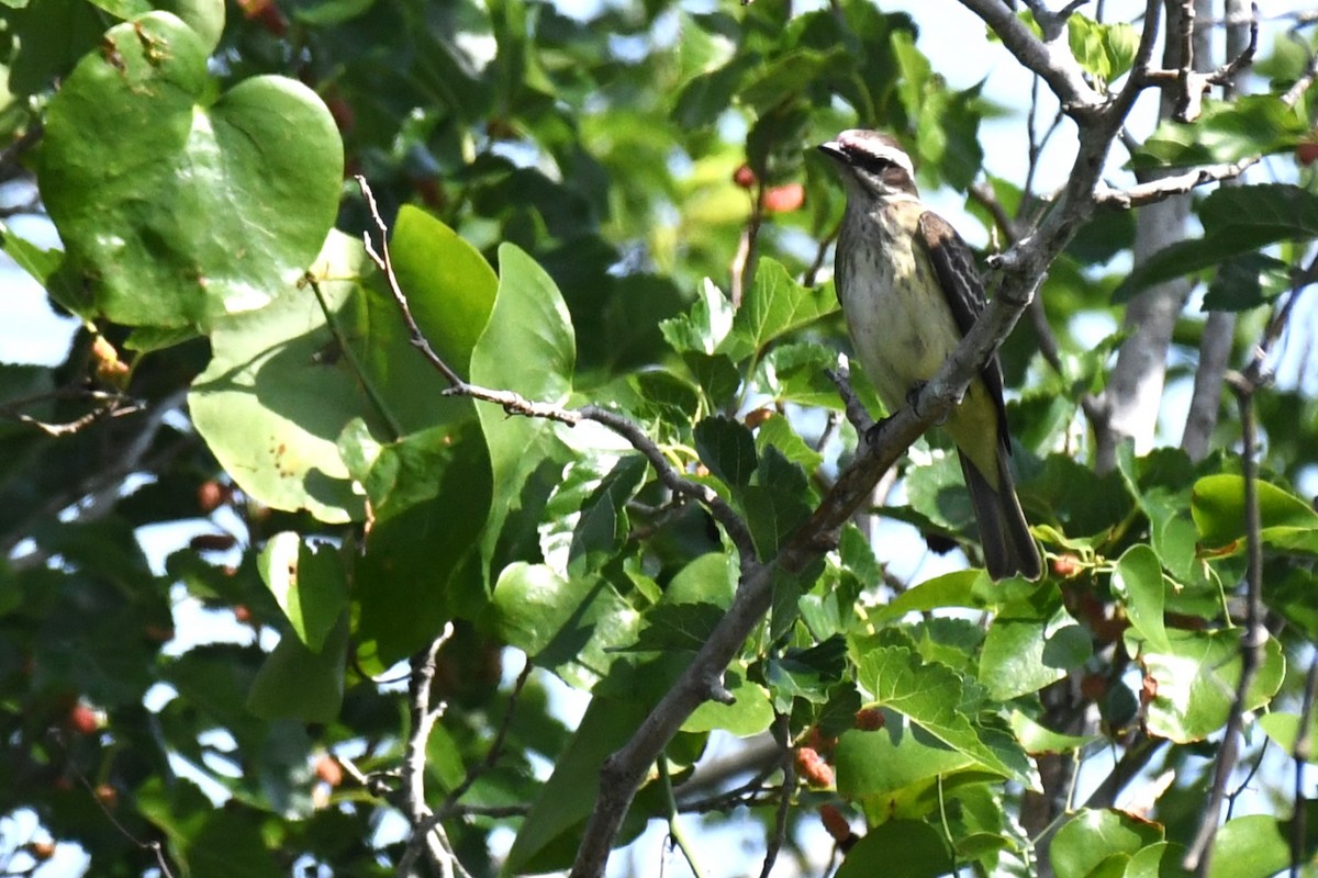 Piratic Flycatcher - ML620189034