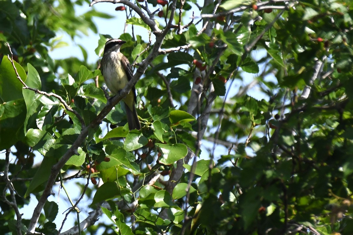 Piratic Flycatcher - ML620189035