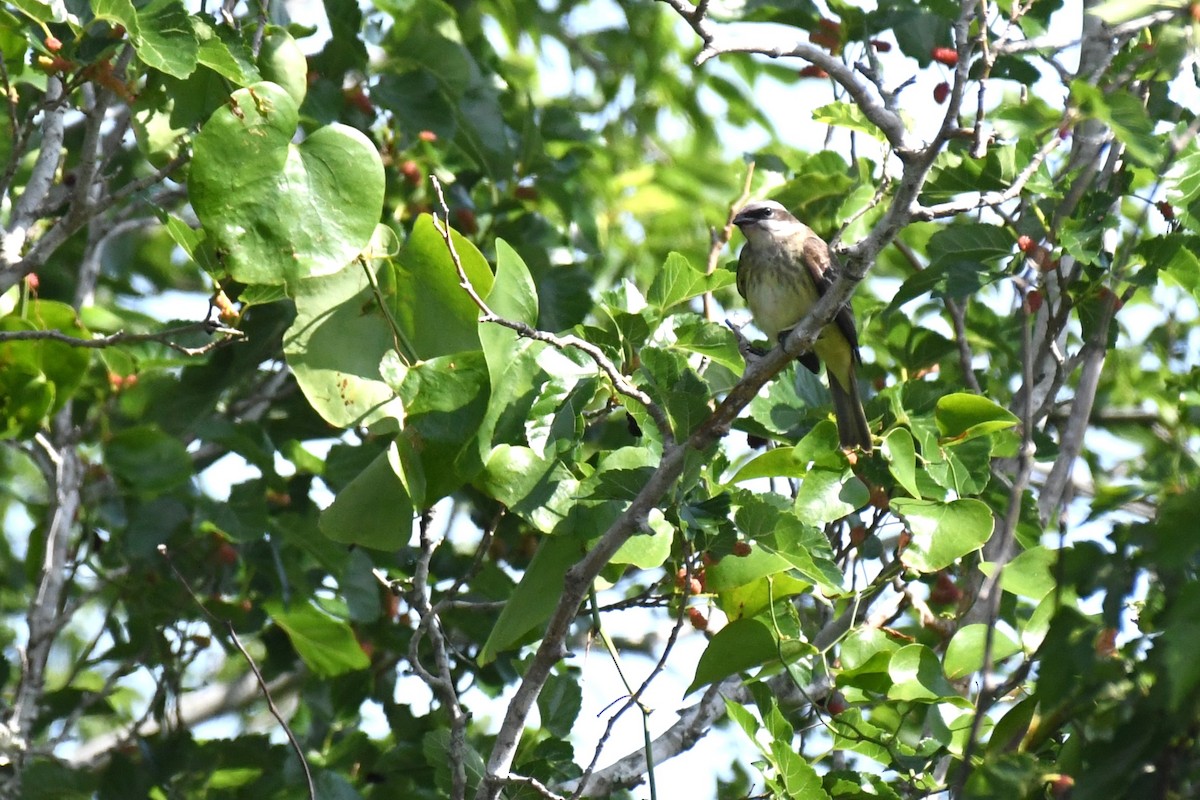 Piratic Flycatcher - ML620189036