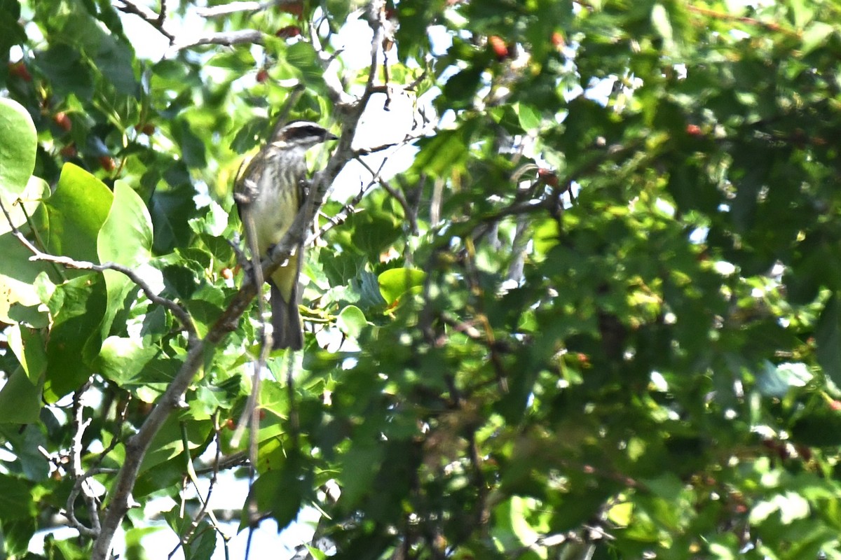 Piratic Flycatcher - Bill Eisele