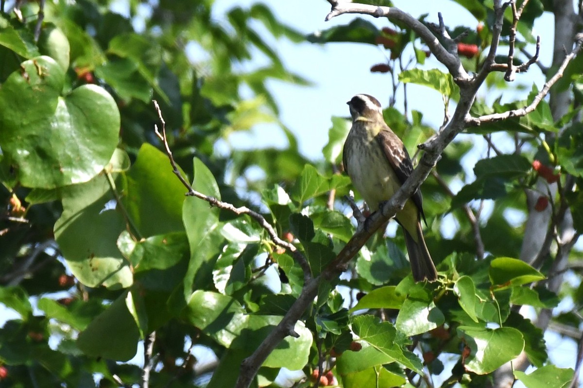 Piratic Flycatcher - ML620189038