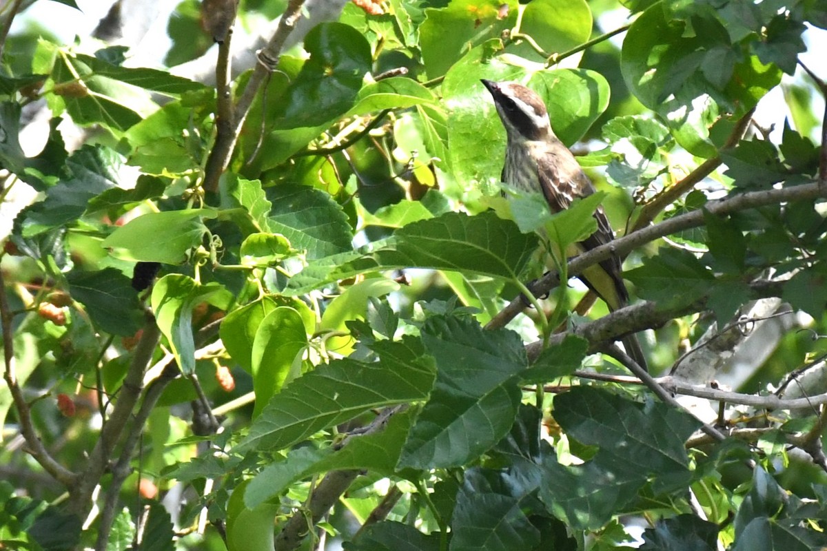 Piratic Flycatcher - ML620189039