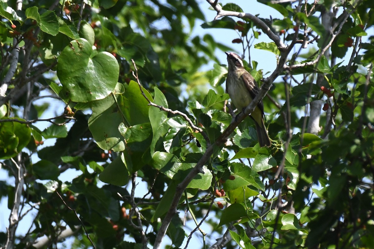 Piratic Flycatcher - ML620189040