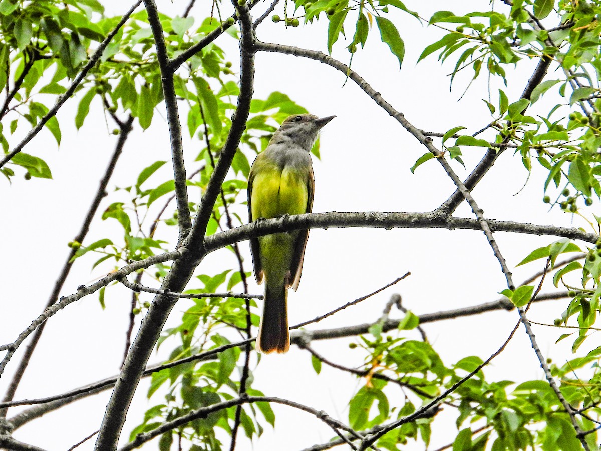 Great Crested Flycatcher - ML620189044