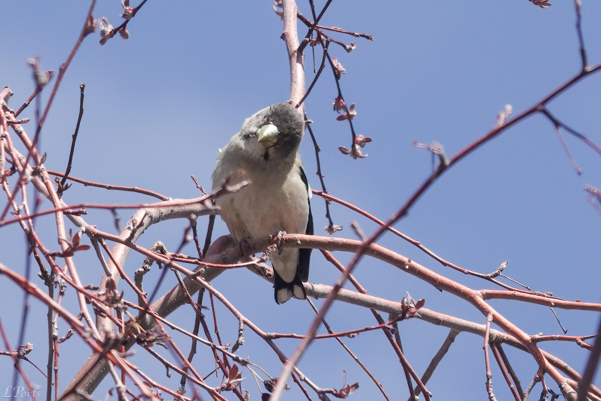 Evening Grosbeak - ML620189046