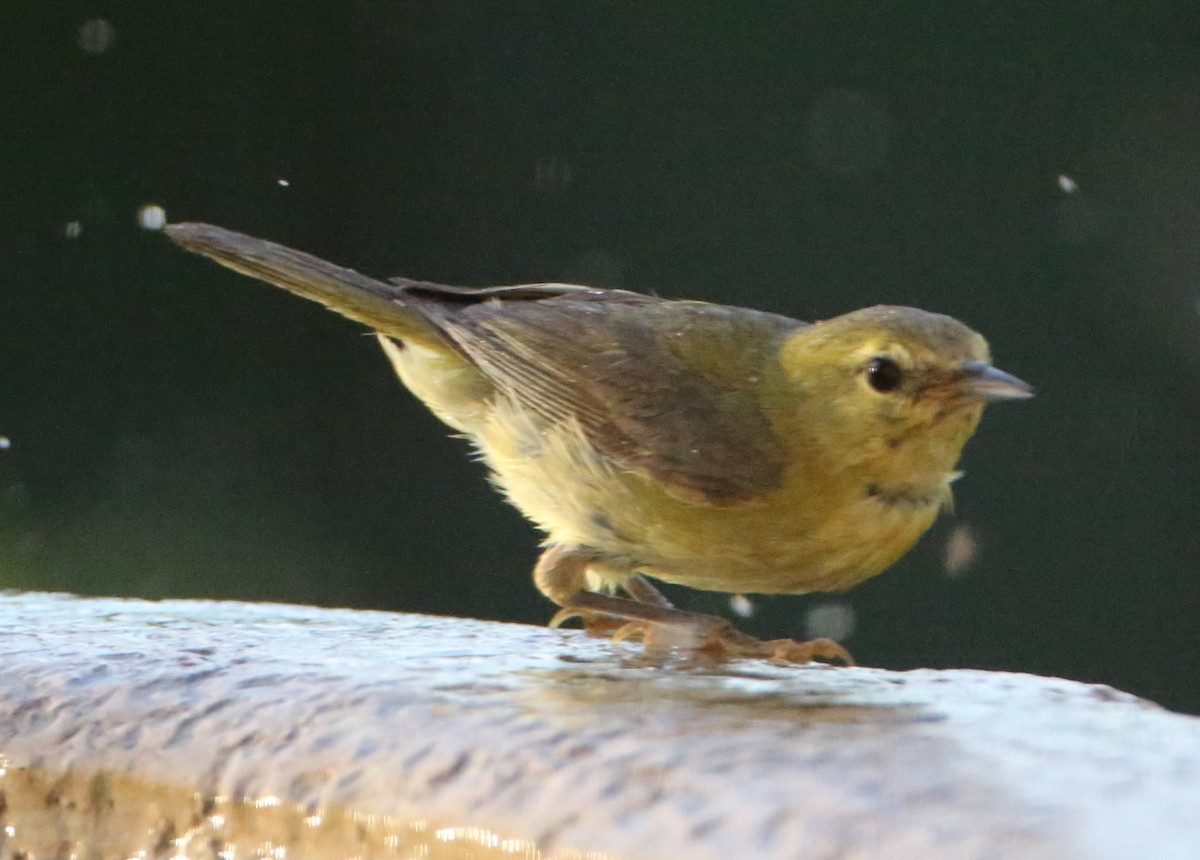 Orange-crowned Warbler - ML620189049