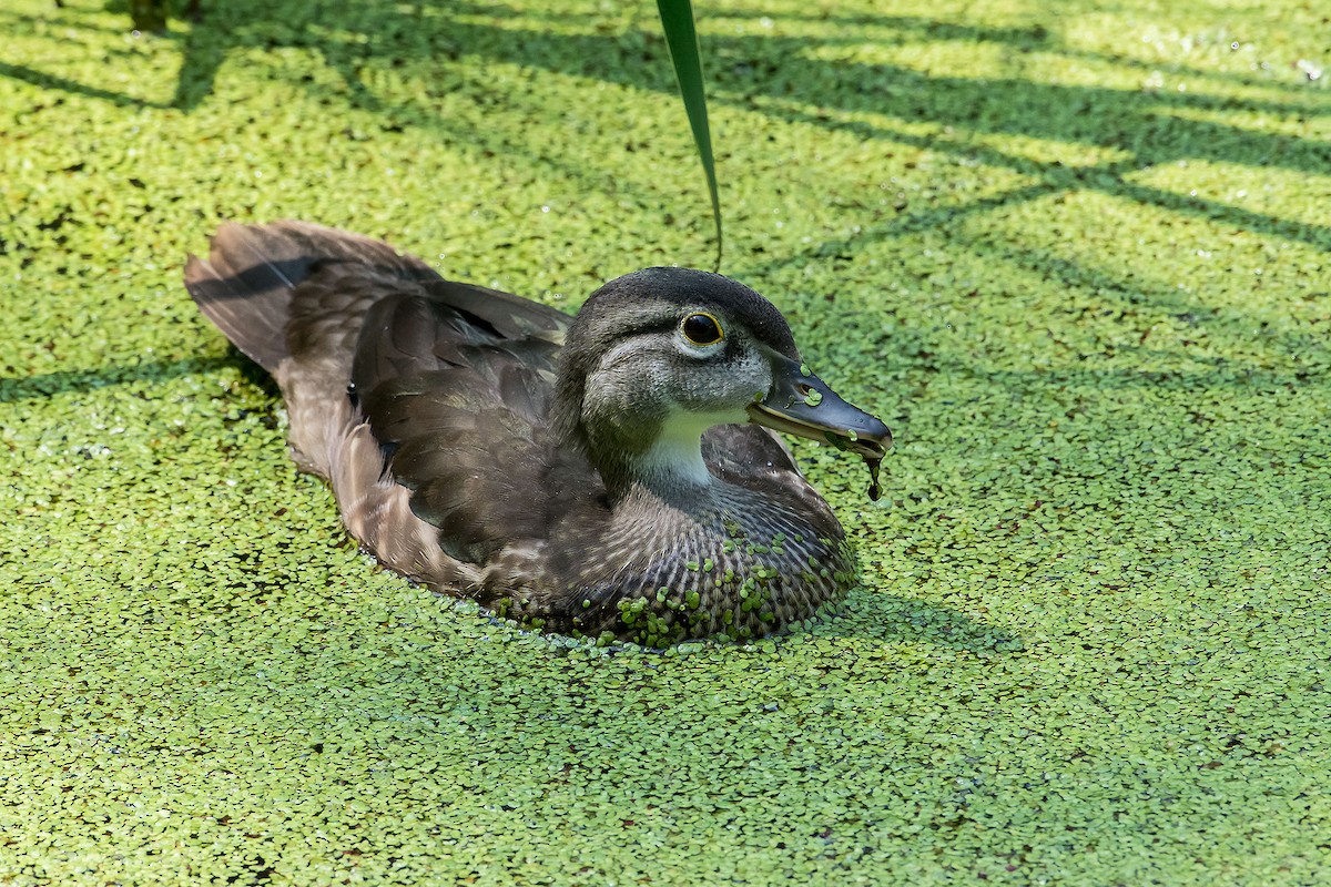 Wood Duck - ML620189058