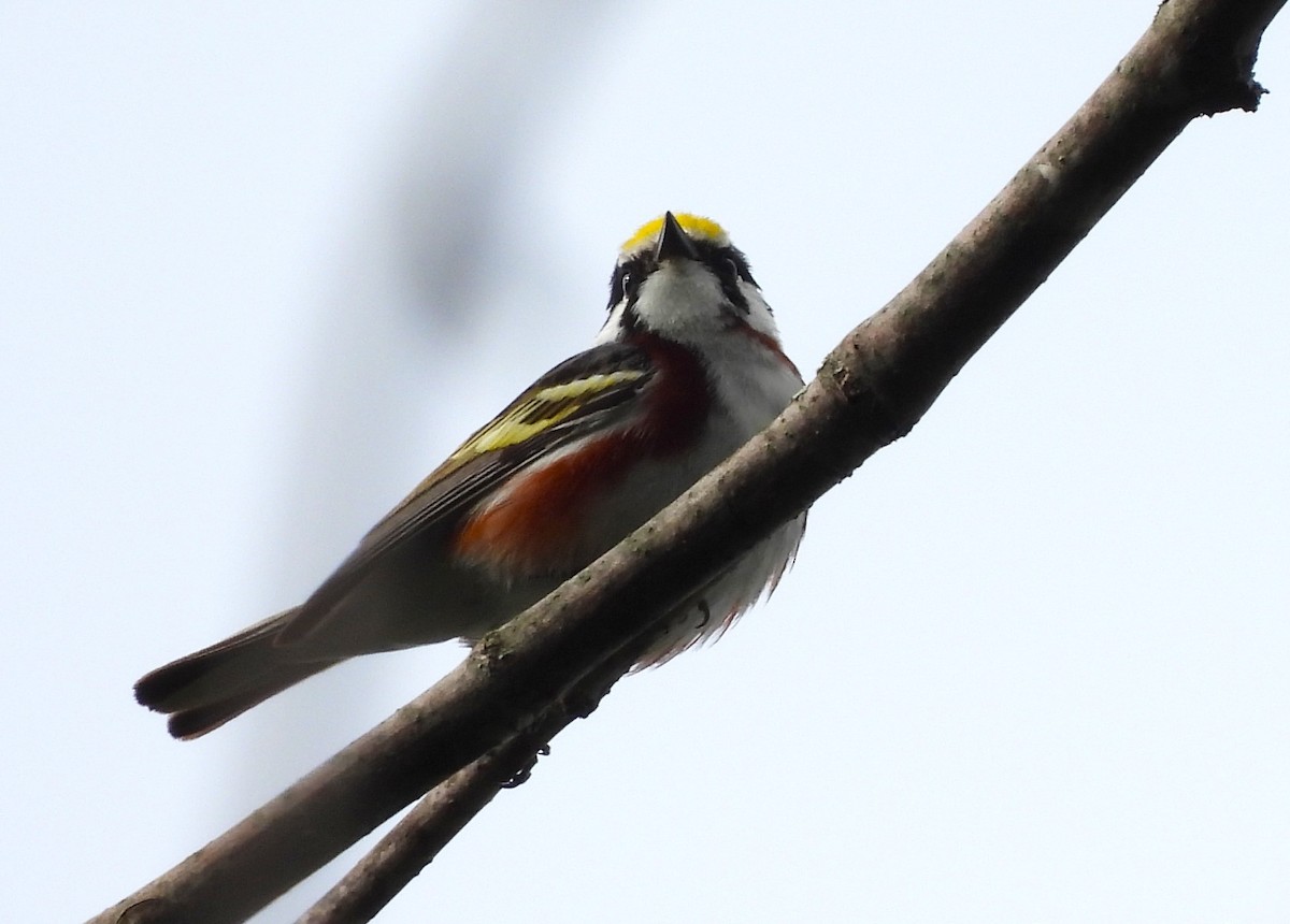 Chestnut-sided Warbler - ML620189064