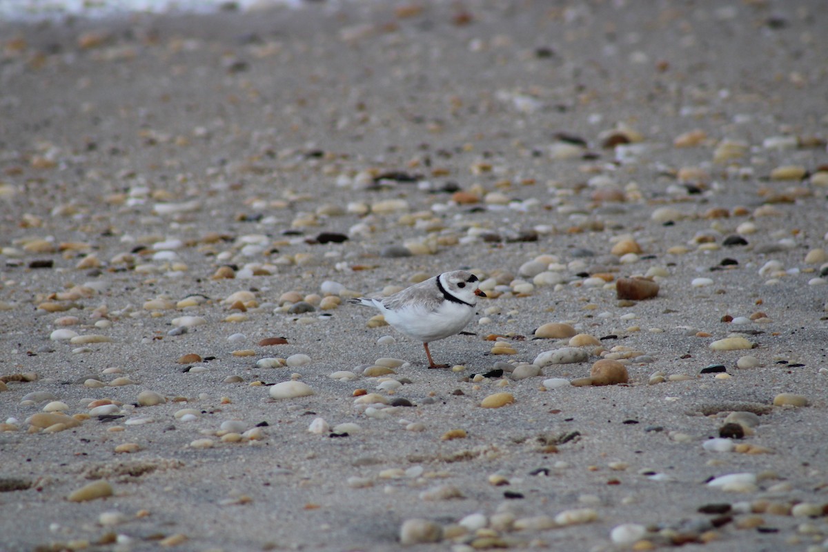 Piping Plover - ML620189077