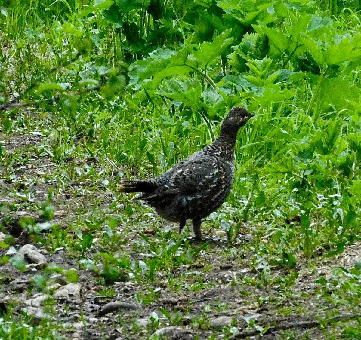 Spruce Grouse - ML620189078