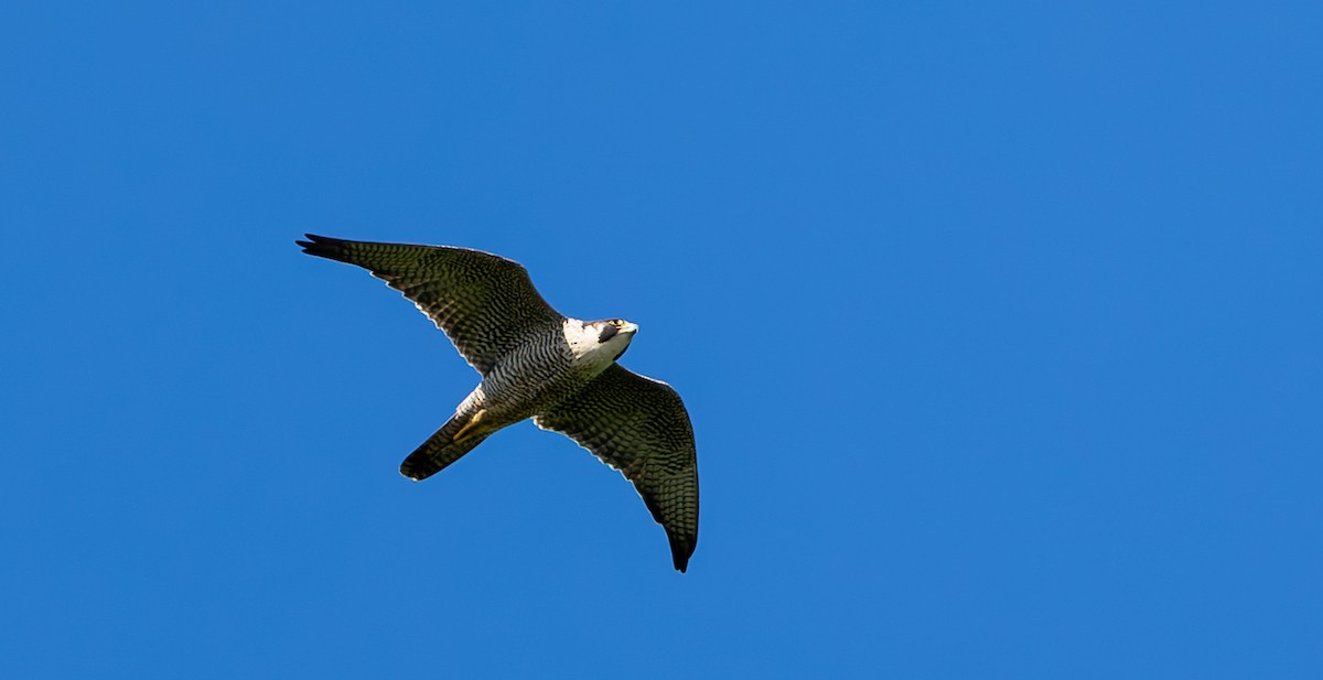 Peregrine Falcon - ML620189084