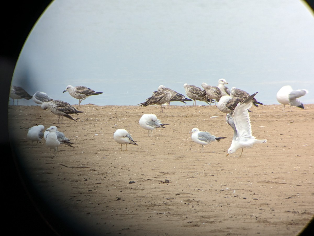 Lesser Black-backed Gull - ML620189095