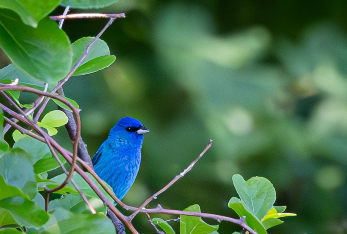 Indigo Bunting - ML620189096