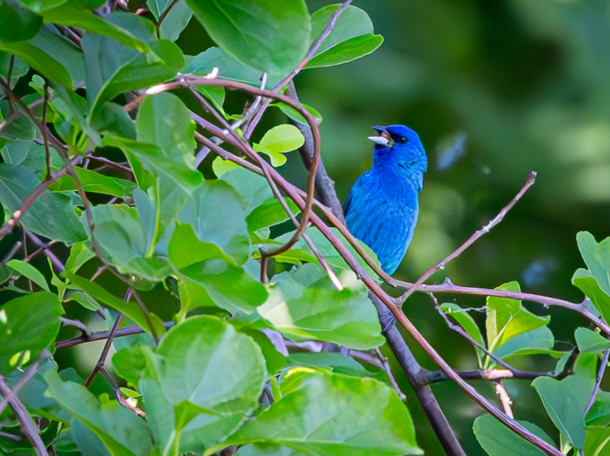 Indigo Bunting - ML620189098