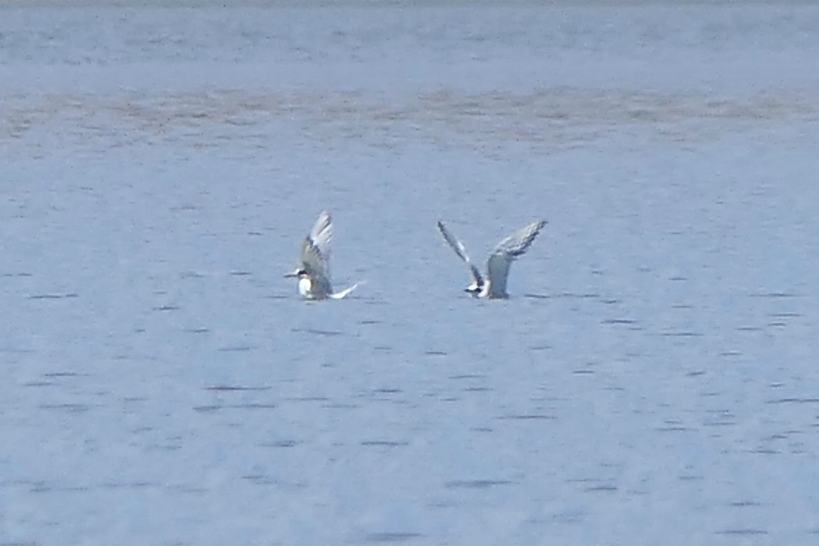 Forster's Tern - ML620189102