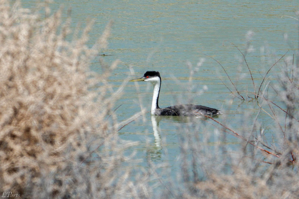 Western Grebe - ML620189111