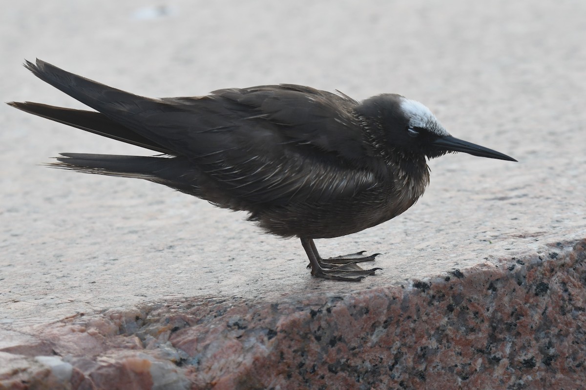 Black Noddy - ML620189119