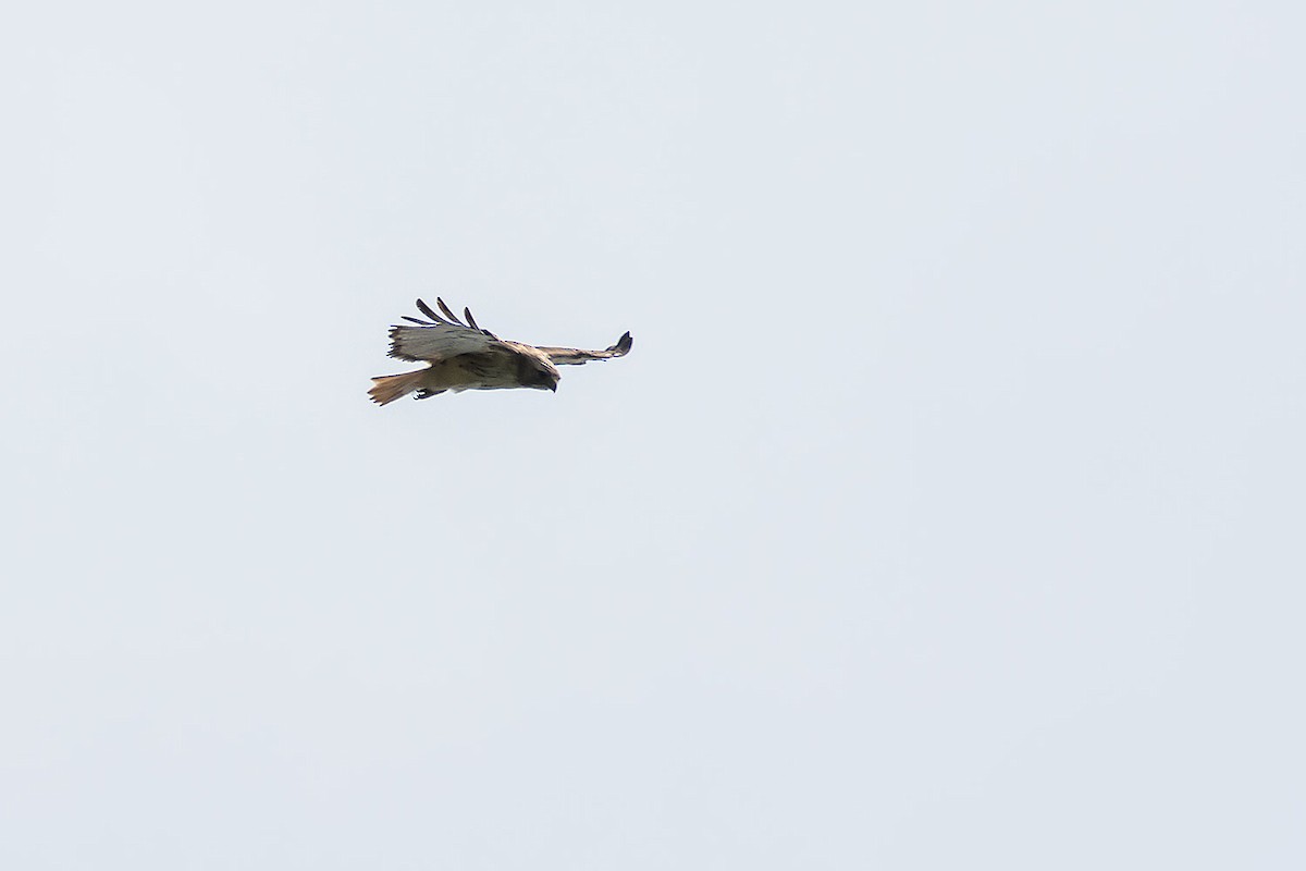 Red-tailed Hawk - ML620189122