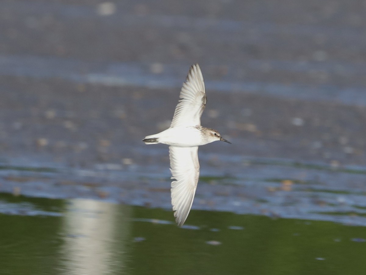 Semipalmated Sandpiper - ML620189129