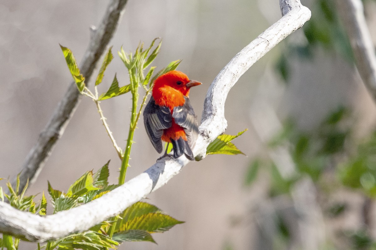 Scarlet Tanager - ML620189130