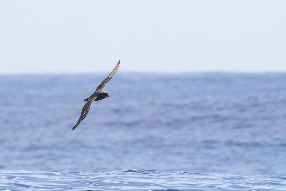 Kermadec Petrel - ML620189132