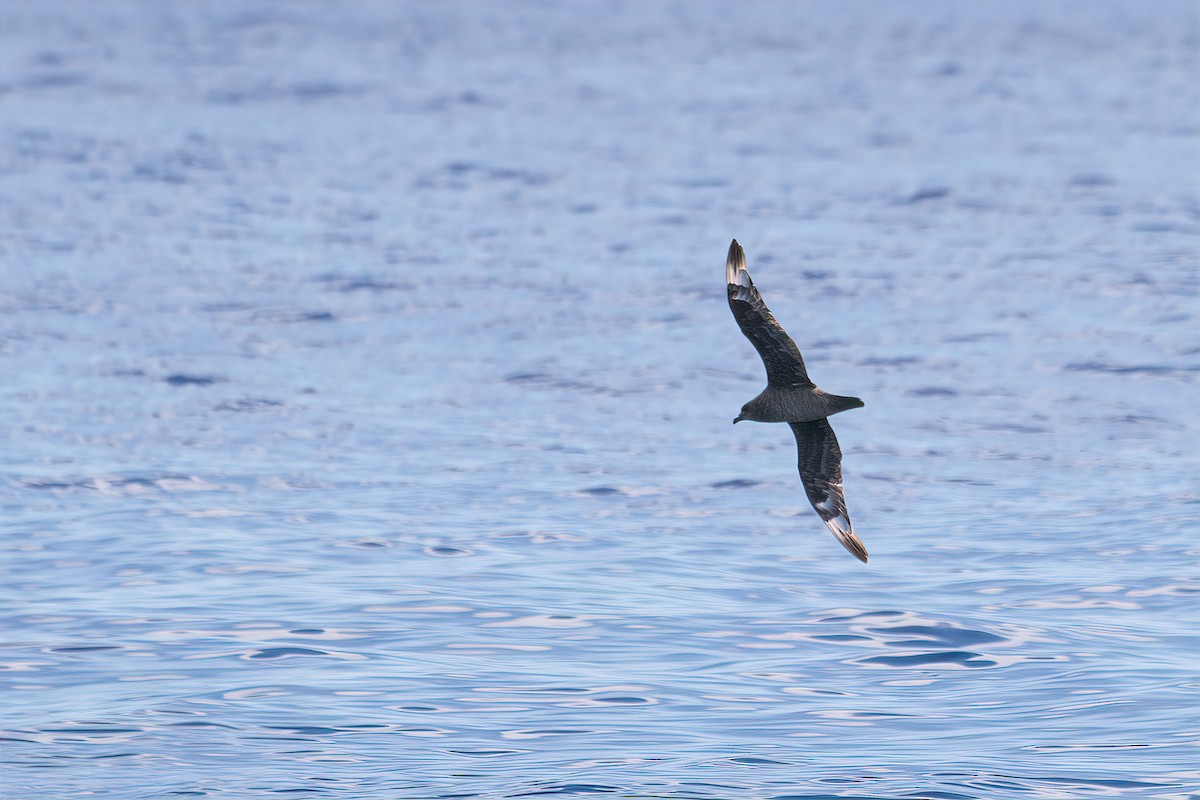 Kermadec Petrel - ML620189133