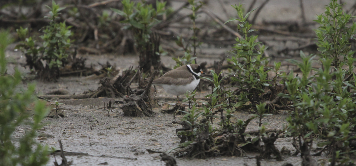 Semipalmated Plover - ML620189141