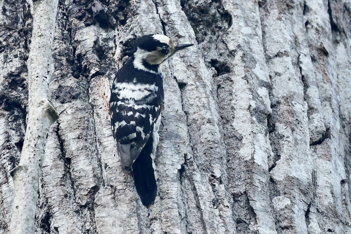 Lesser Spotted Woodpecker - ML620189144