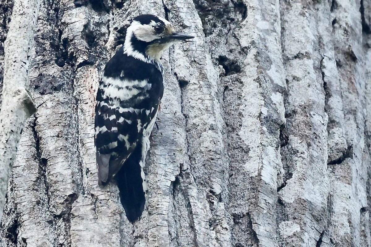 Lesser Spotted Woodpecker - ML620189145