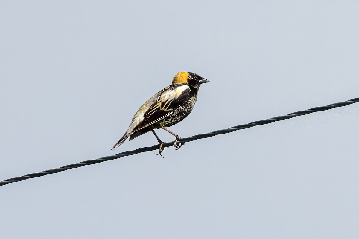 bobolink americký - ML620189146