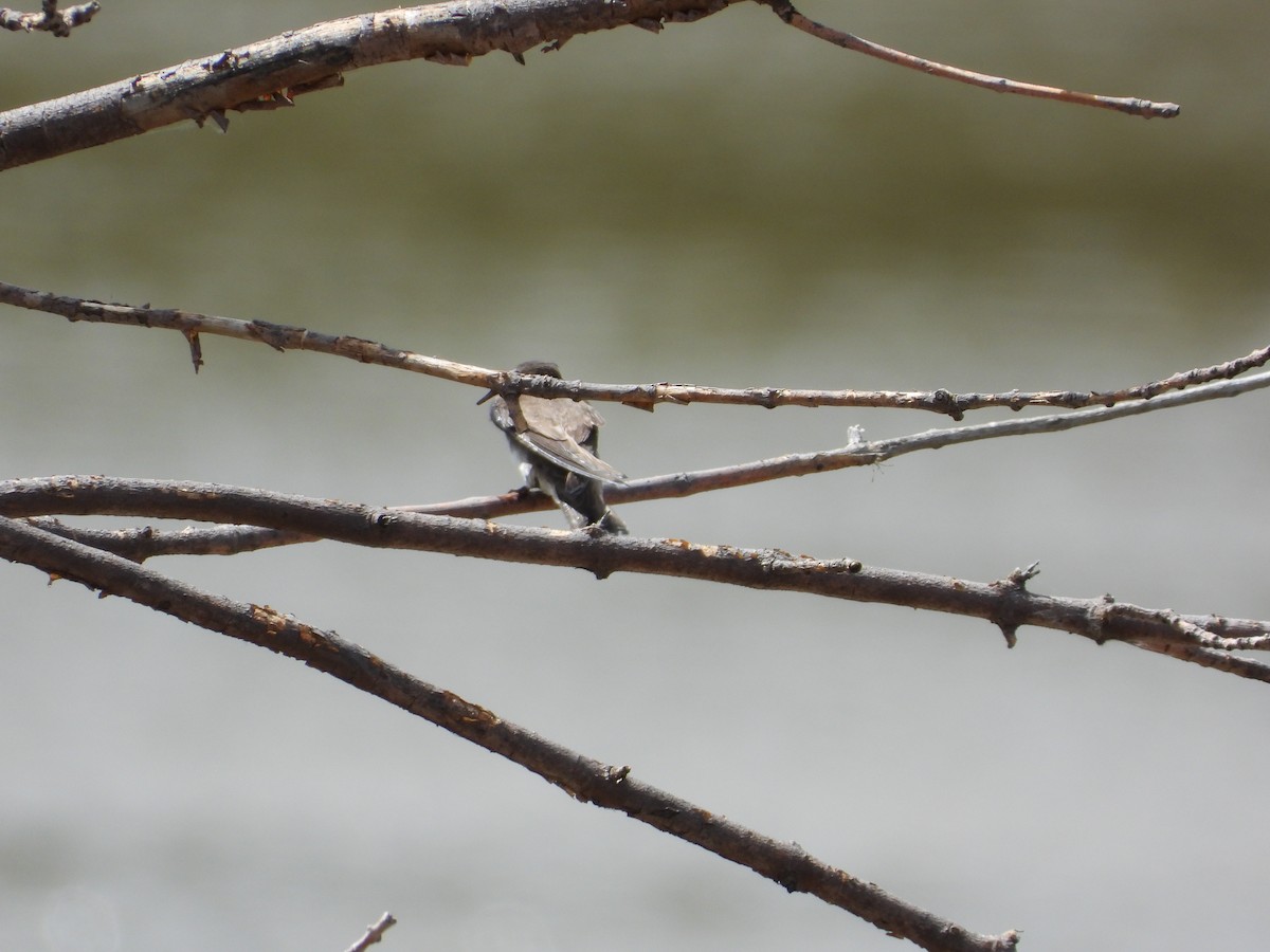 Bank Swallow - ML620189149