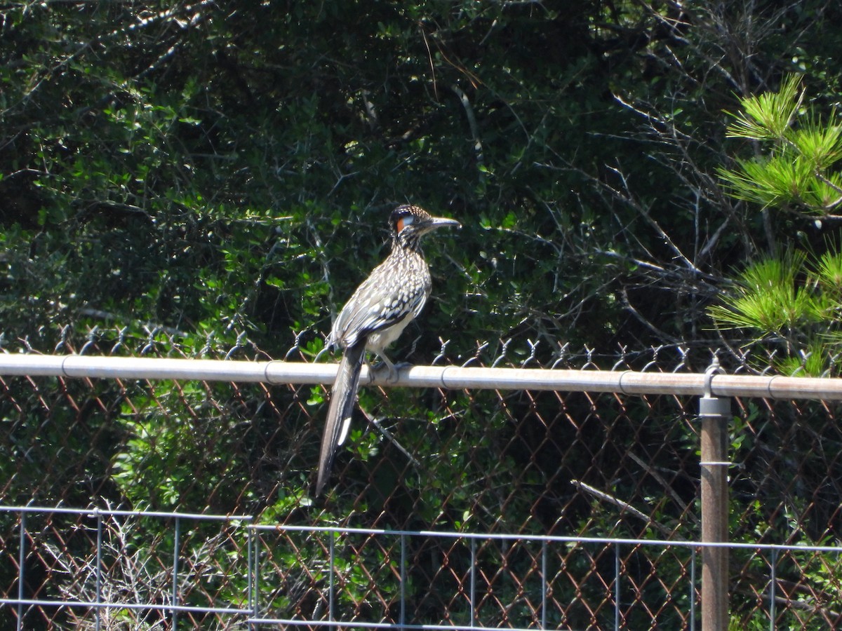 Greater Roadrunner - ML620189154