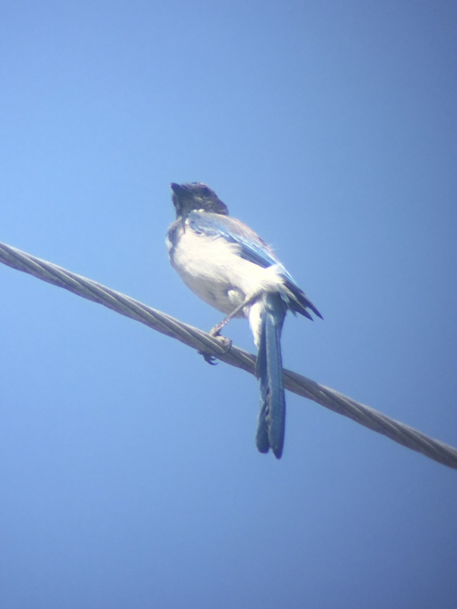 California Scrub-Jay - ML620189156