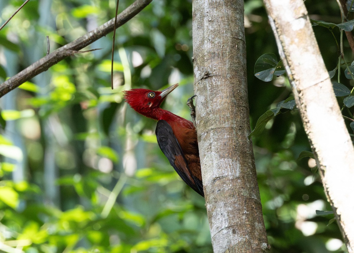 Red-necked Woodpecker - ML620189172