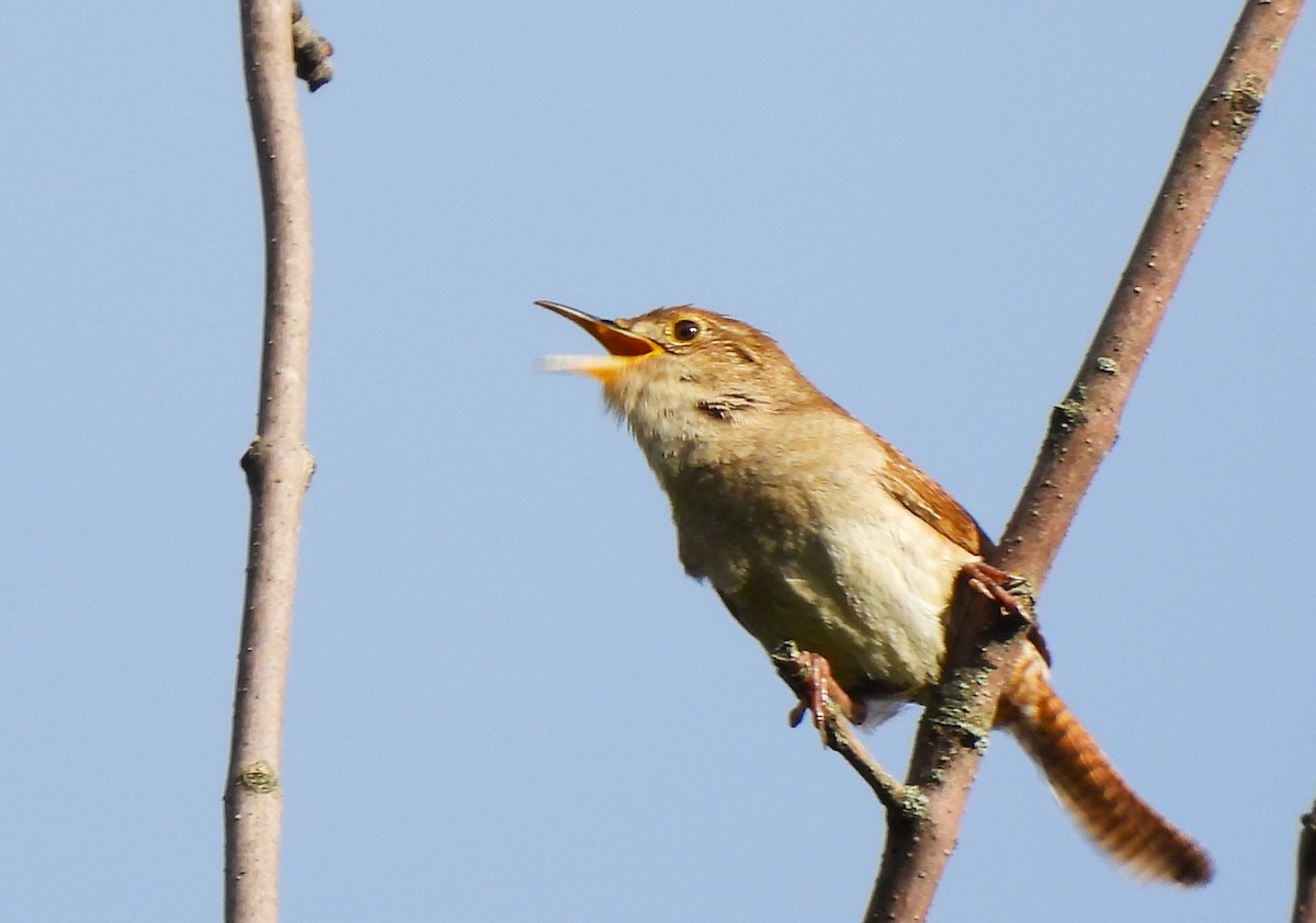 House Wren - ML620189176