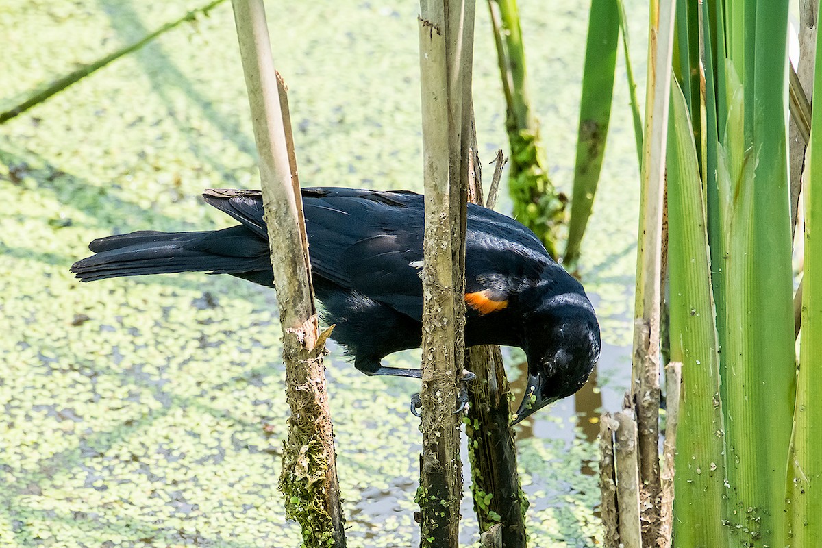 Red-winged Blackbird - ML620189182