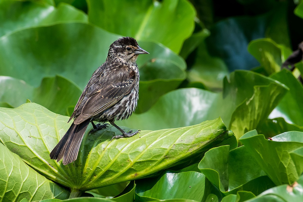 Red-winged Blackbird - ML620189183