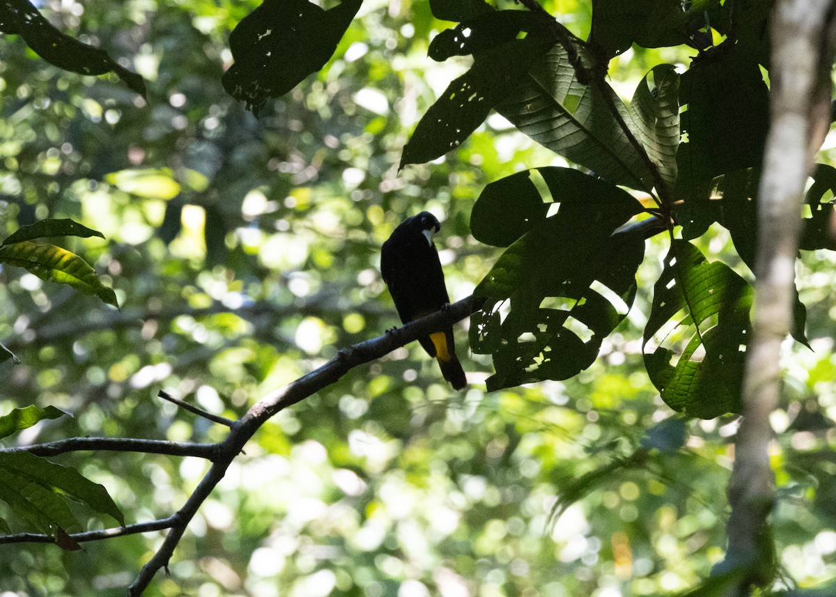 Yellow-rumped Cacique (Amazonian) - ML620189189