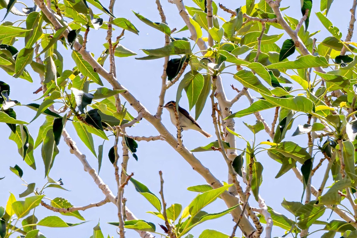 Warbling Vireo (Western) - ML620189194