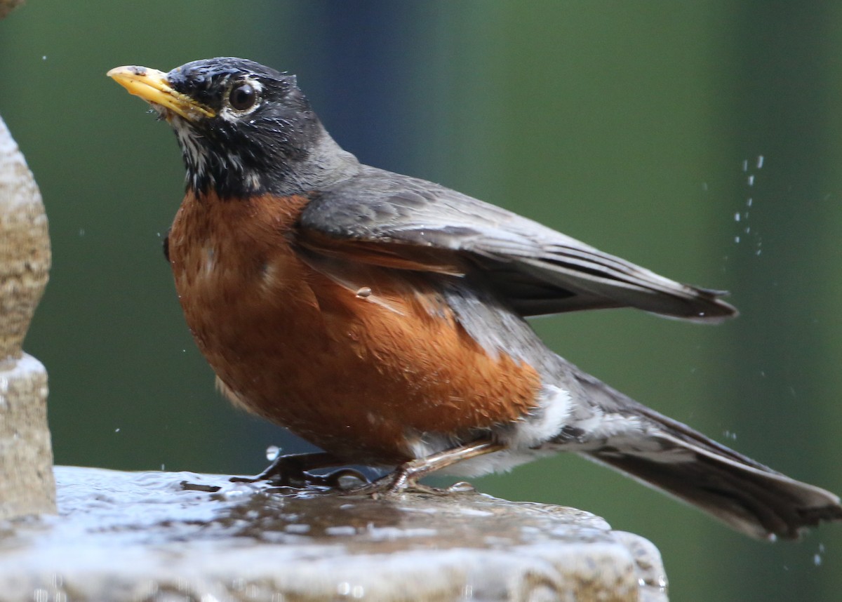 American Robin - ML620189195