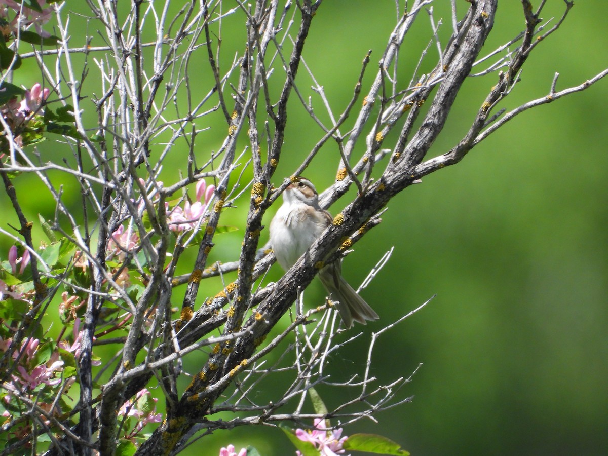 Clay-colored Sparrow - ML620189197