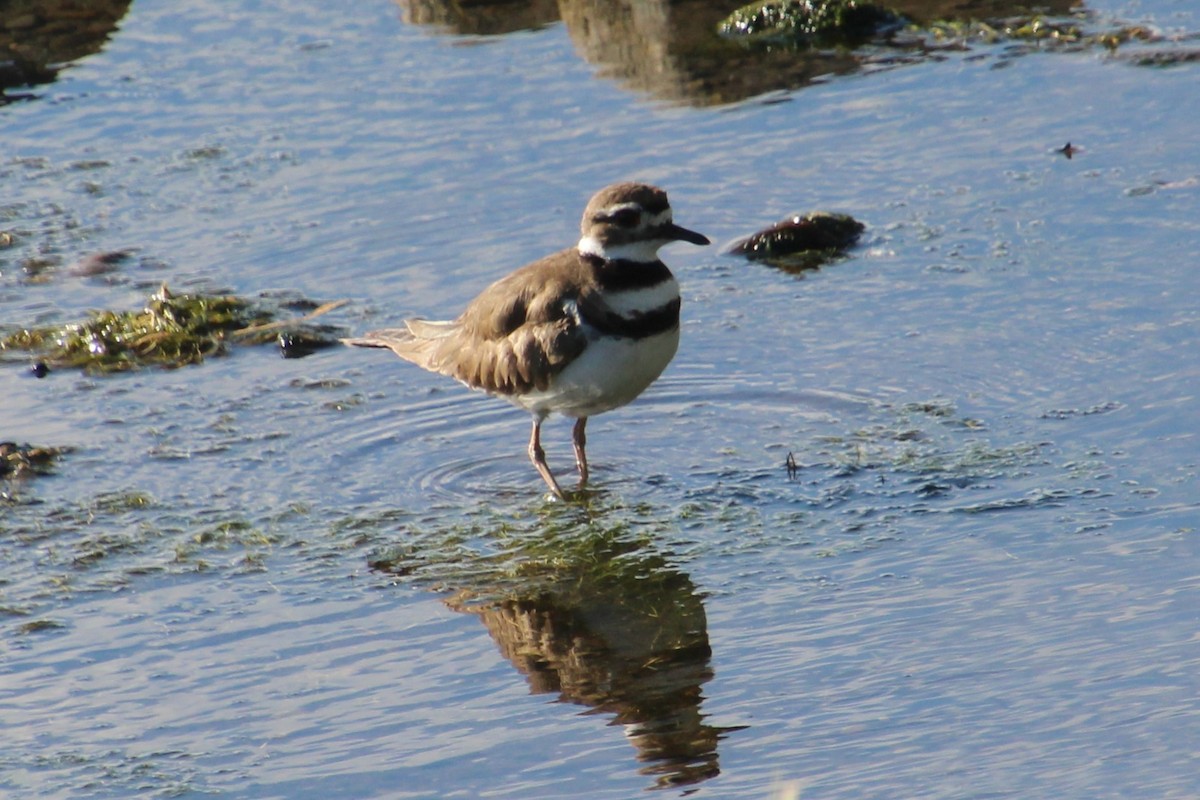 Killdeer - ML620189198