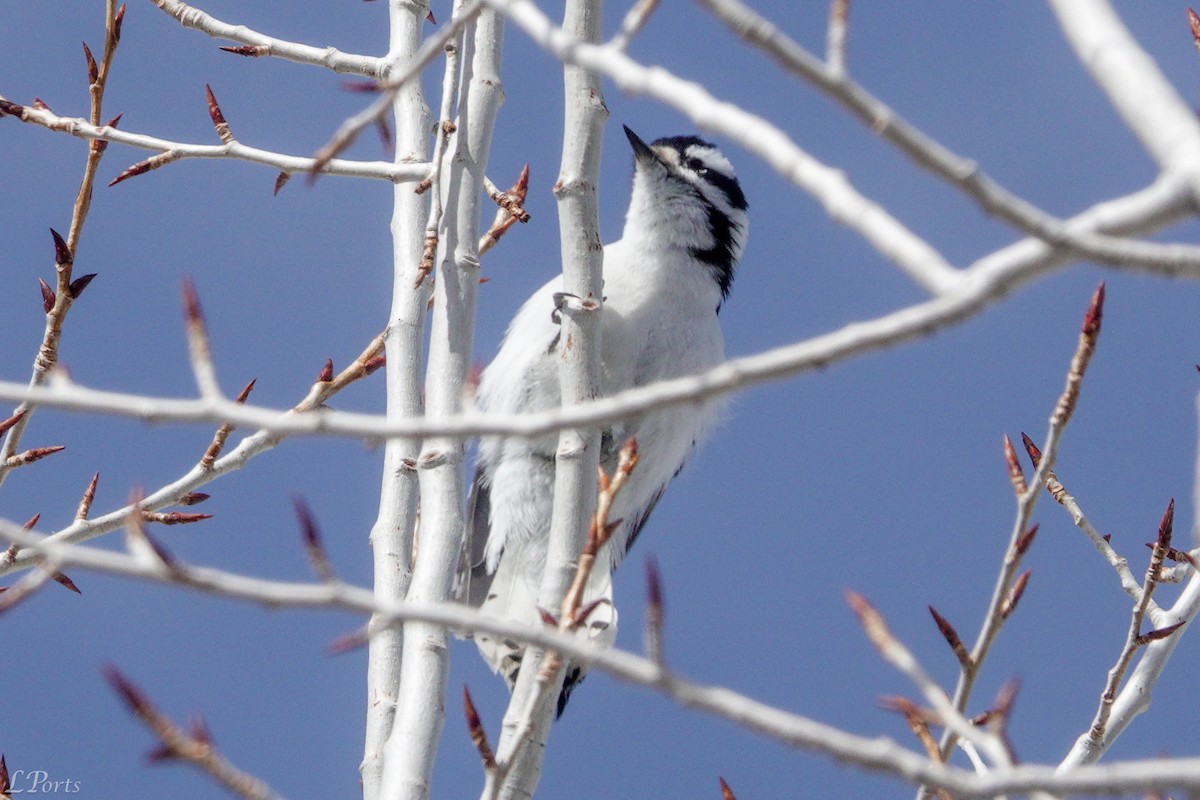 Downy Woodpecker - ML620189199