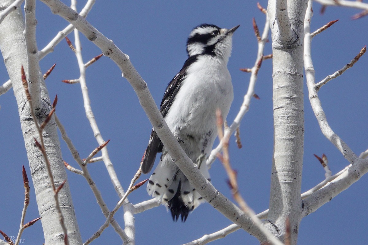 Downy Woodpecker - ML620189201