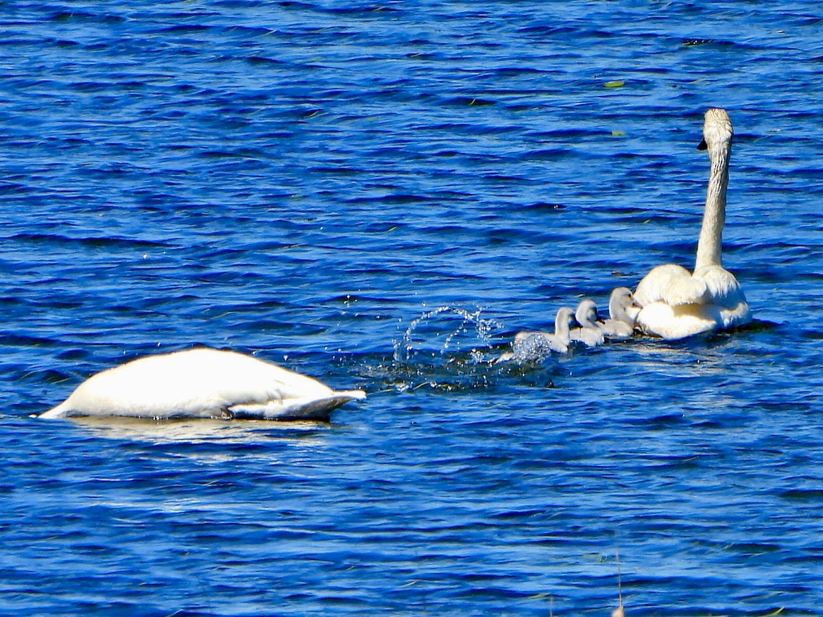 Trumpeter Swan - ML620189205