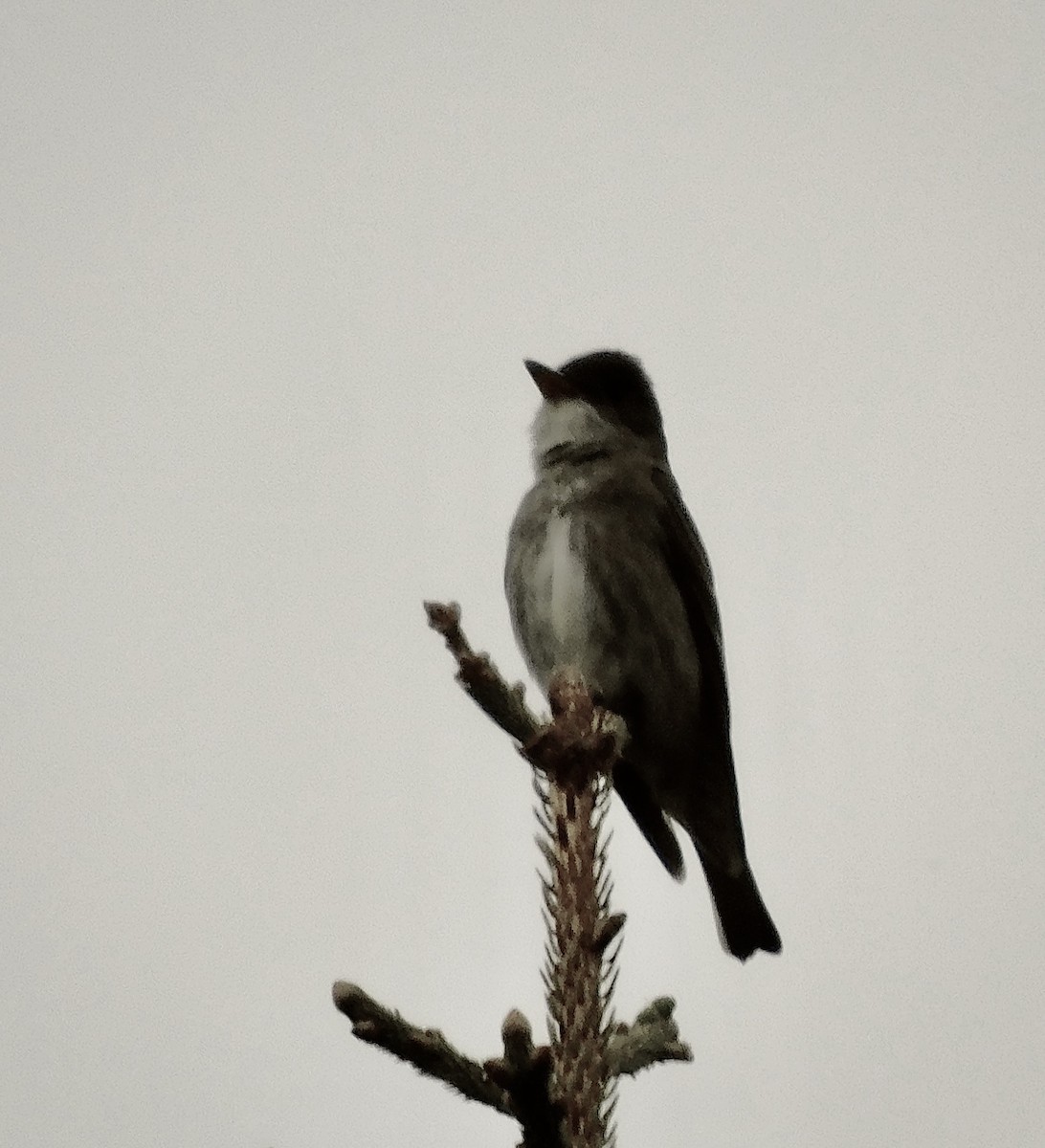 Olive-sided Flycatcher - ML620189211