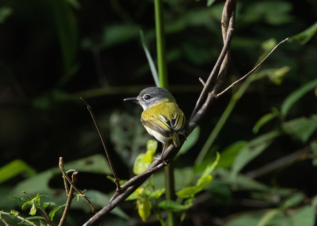 Short-tailed Pygmy-Tyrant - ML620189213