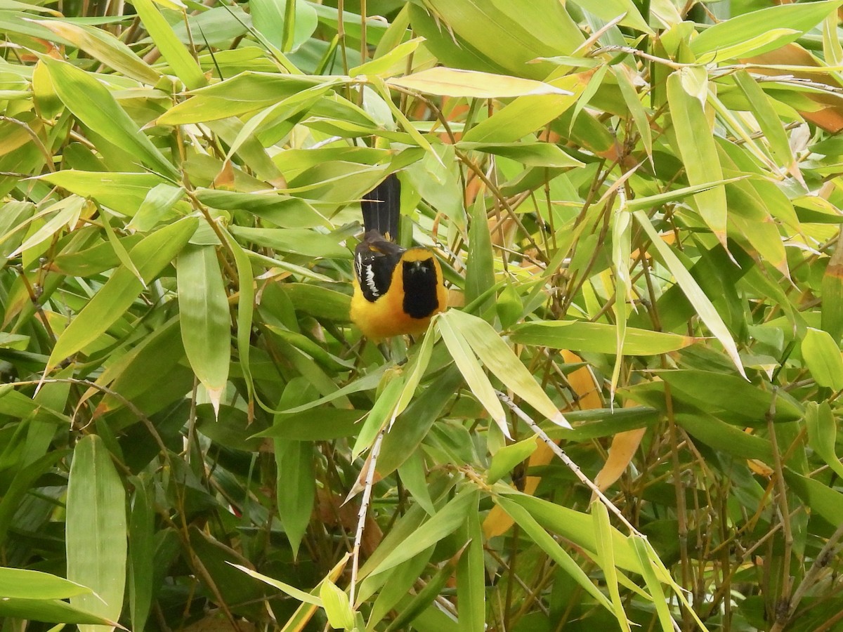 Hooded Oriole - ML620189216