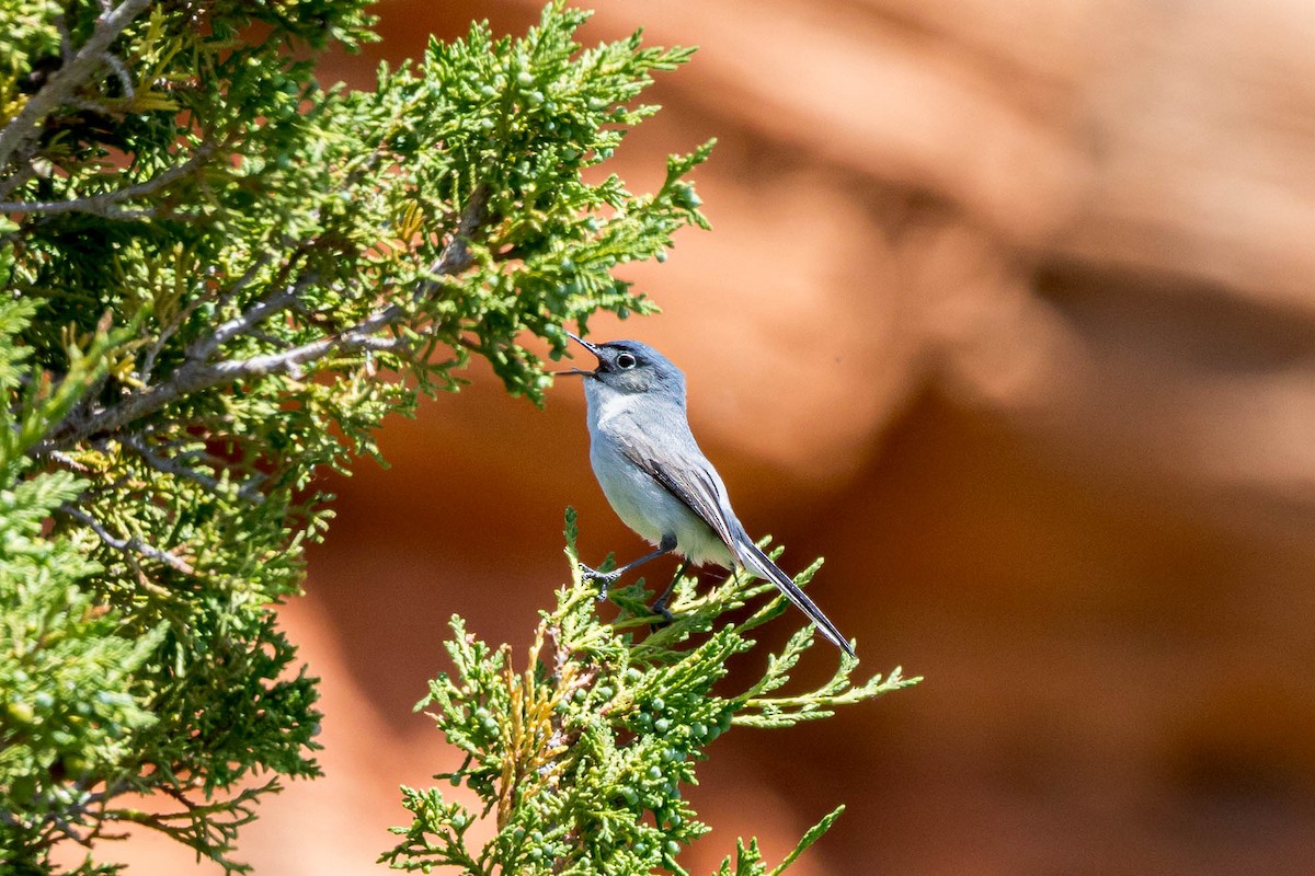 Blue-gray Gnatcatcher (obscura Group) - ML620189220